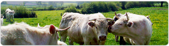 La ferme se situe au nord du massif du Morvan